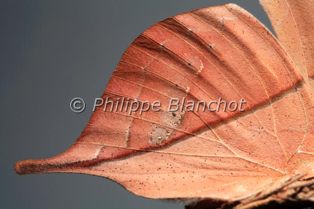 aile kallima.JPG - Gros plan, aile de Kallima inachus (verso)Dead Leaf ButterflyLepidoptera, NymphalidaeInde